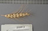 Click for 1 image(s) for this accession. Spike